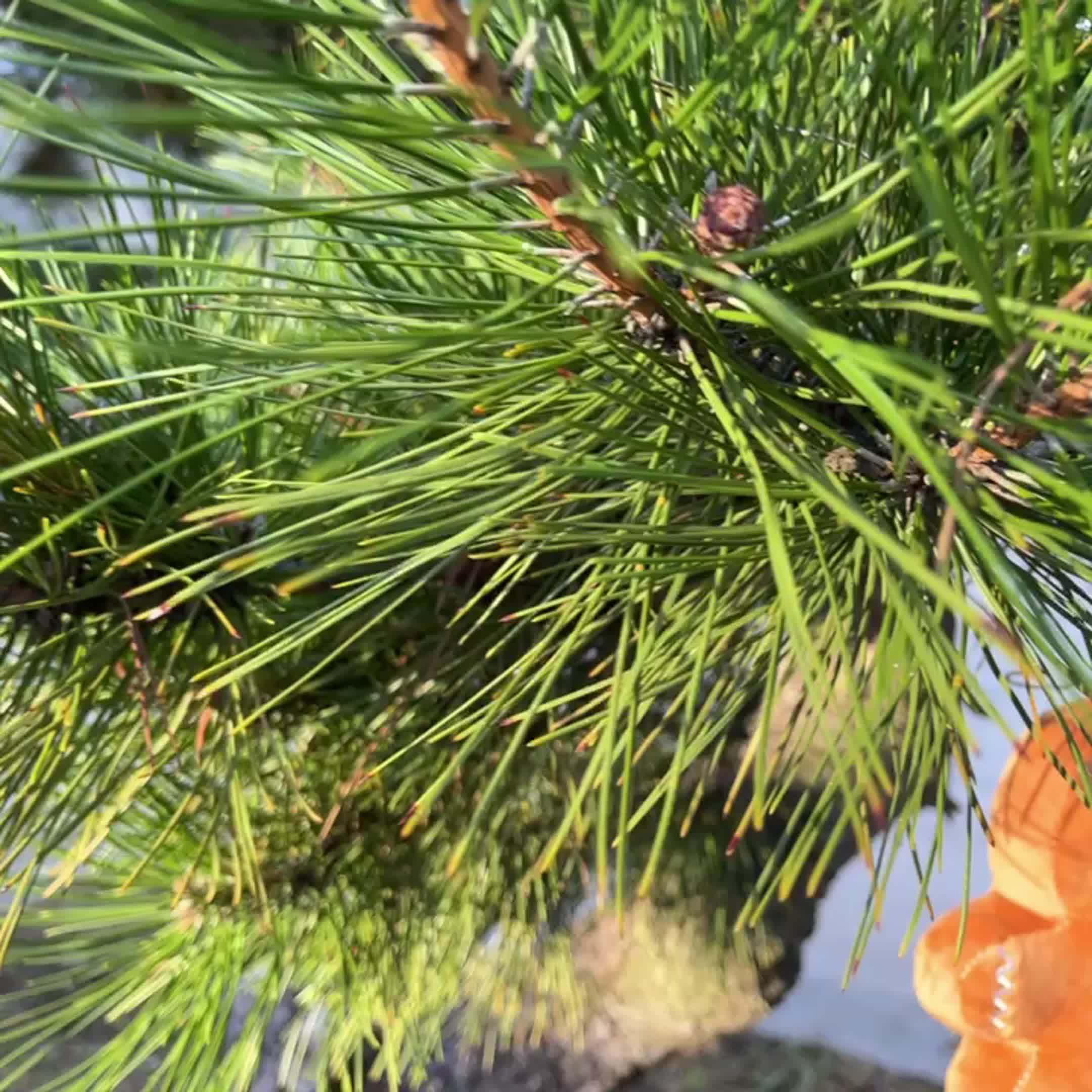 Miniatuur 11